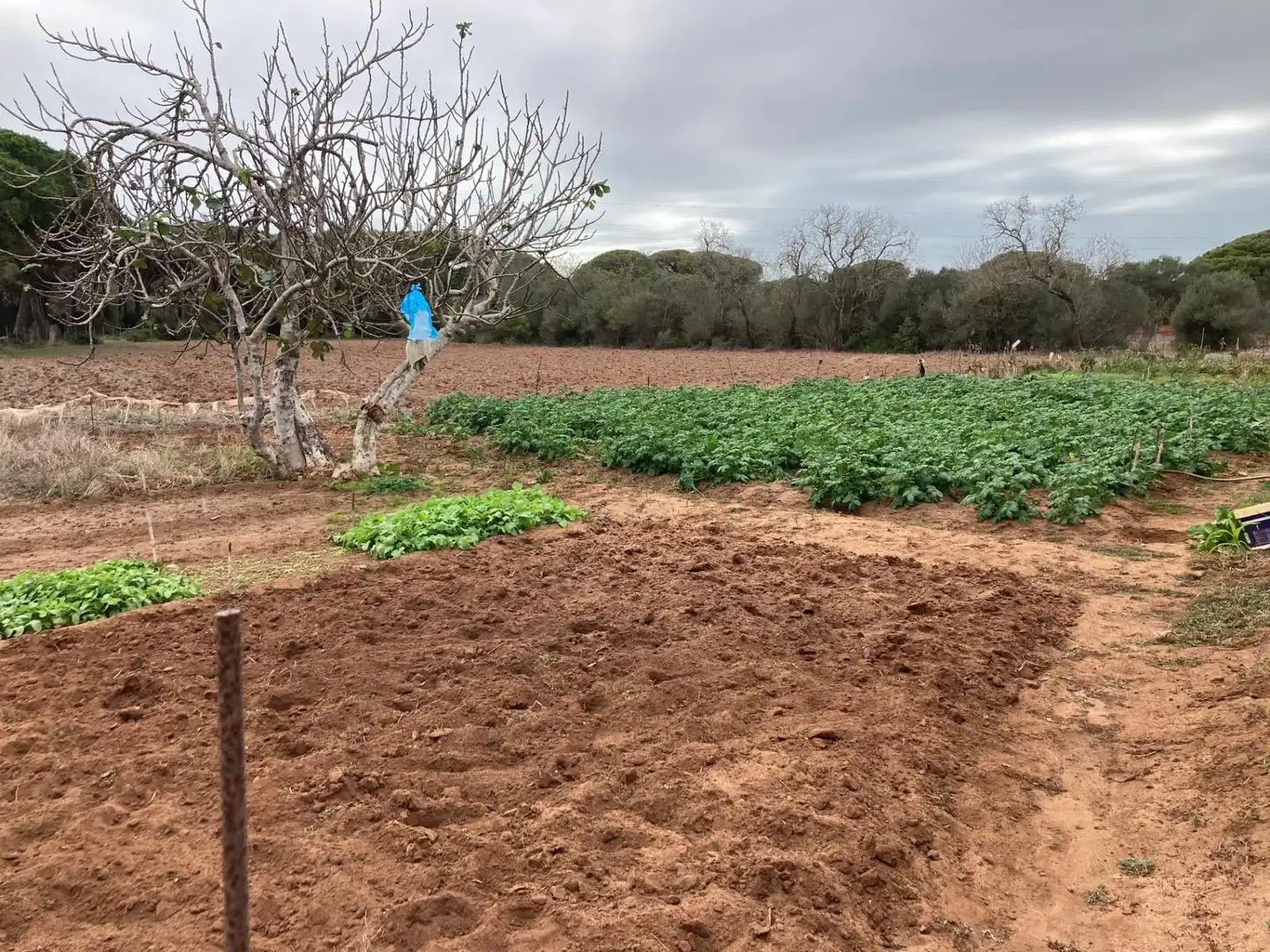 Casa rústica amb jardí en venda a Vejer, imagen 10