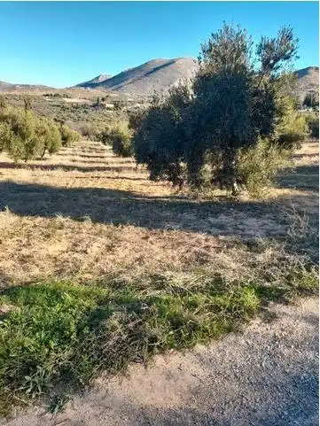 Terreny rústic en venda a Cogollos de la Vega, imagen 7