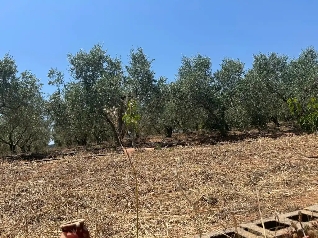 Finca rústica en venta en Sot de Ferrer