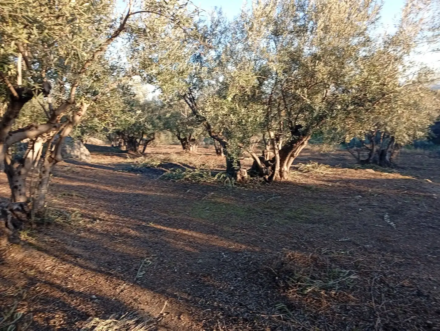 Terreni e lotti in vendita a Villanueva de la Vera, imagen 29