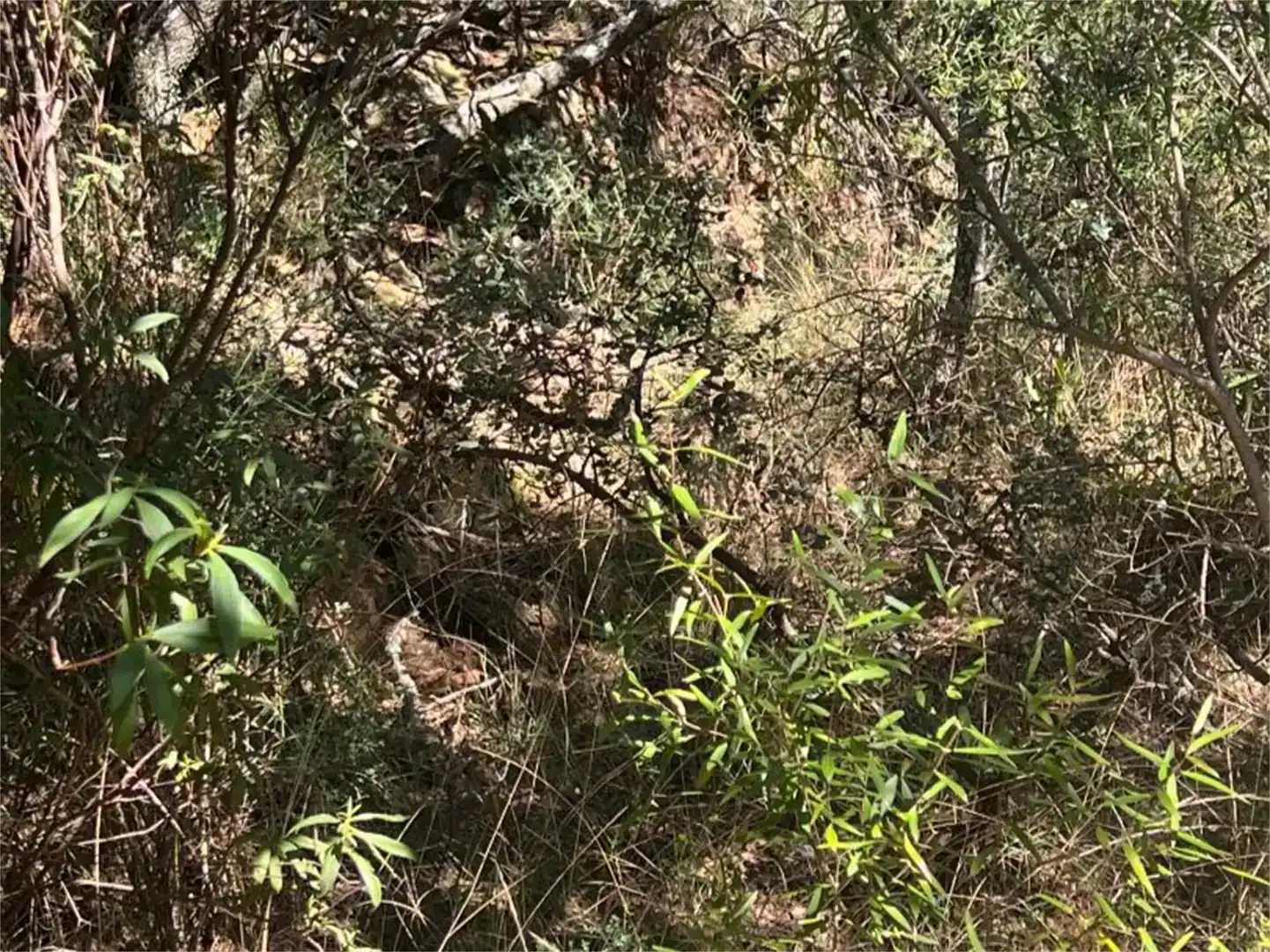 Finca rústica en venta en Castañar de Ibor con Piscina