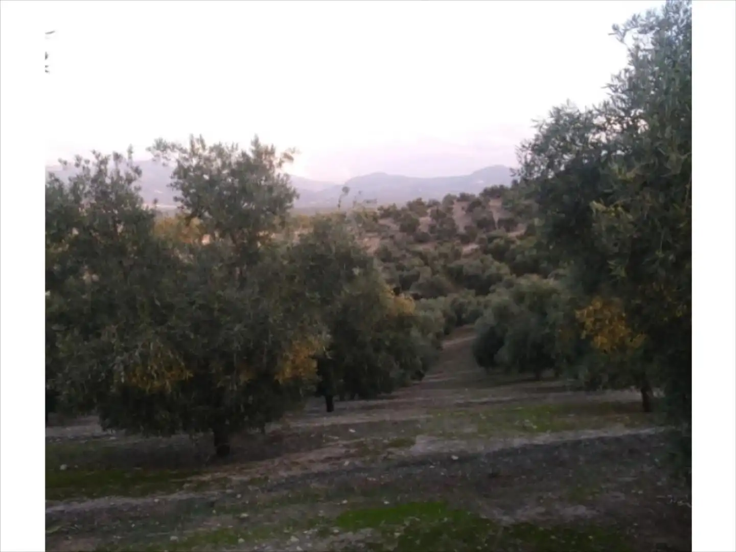 Terreno rustico in vendita a Cabra, imagen 6