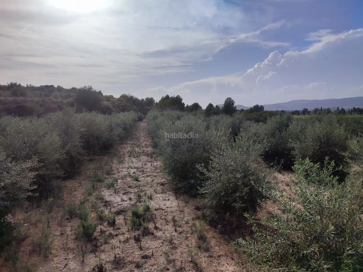Terrain rustique à vendre à Plaça Numero 20 256, imagen 5