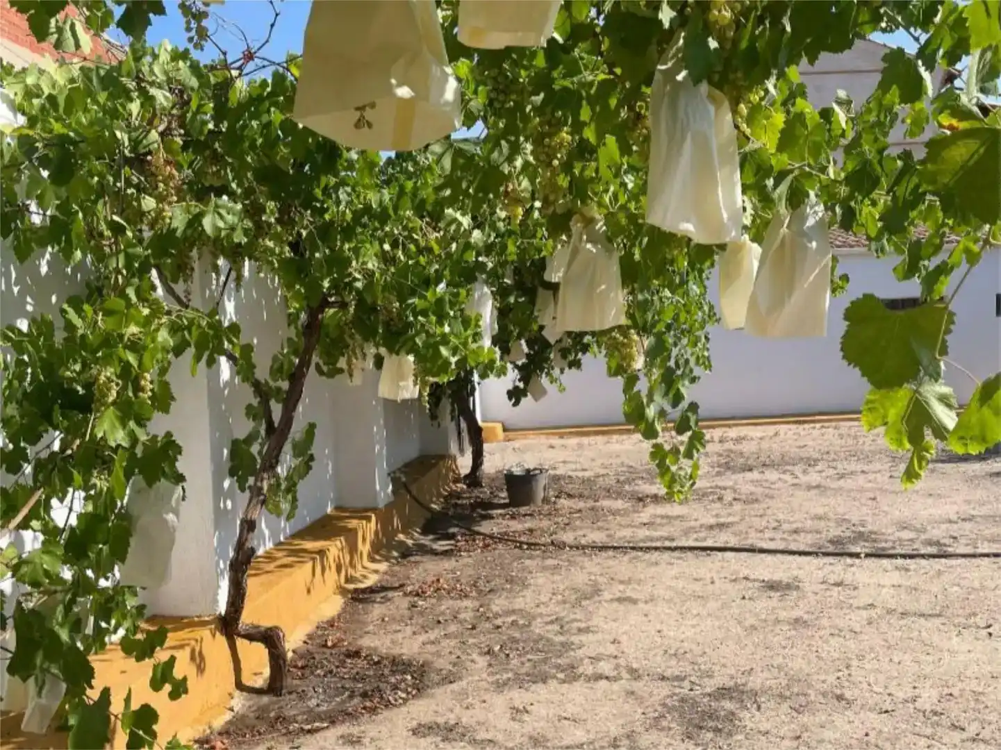 Jardín de Terreno en venta en Burujón