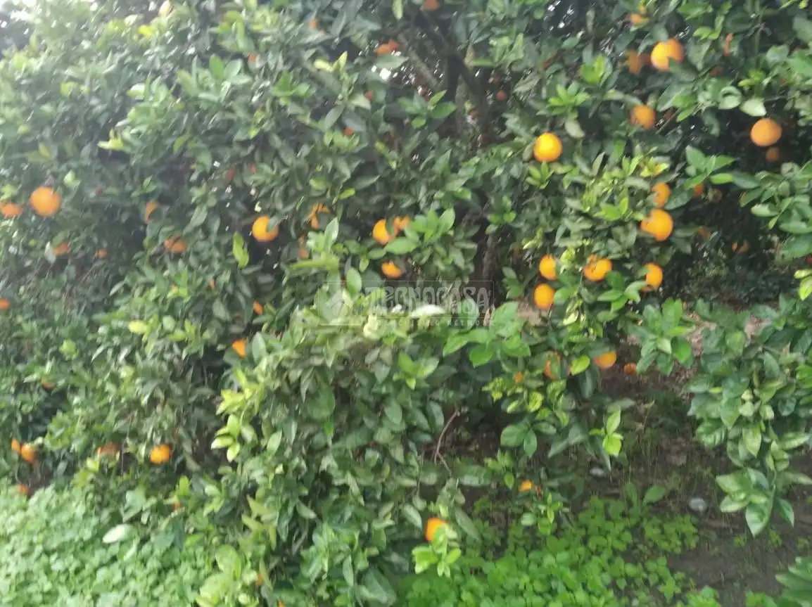 Terreno rustico in vendita a Barbate ciudad, imagen 12