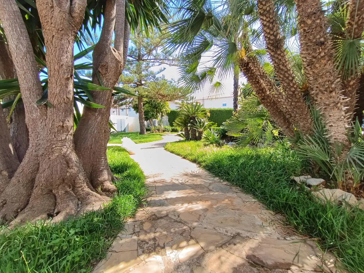 Jardín de Casa o chalet en venta en Vinaròs con Jardín privado, Terraza y Piscina