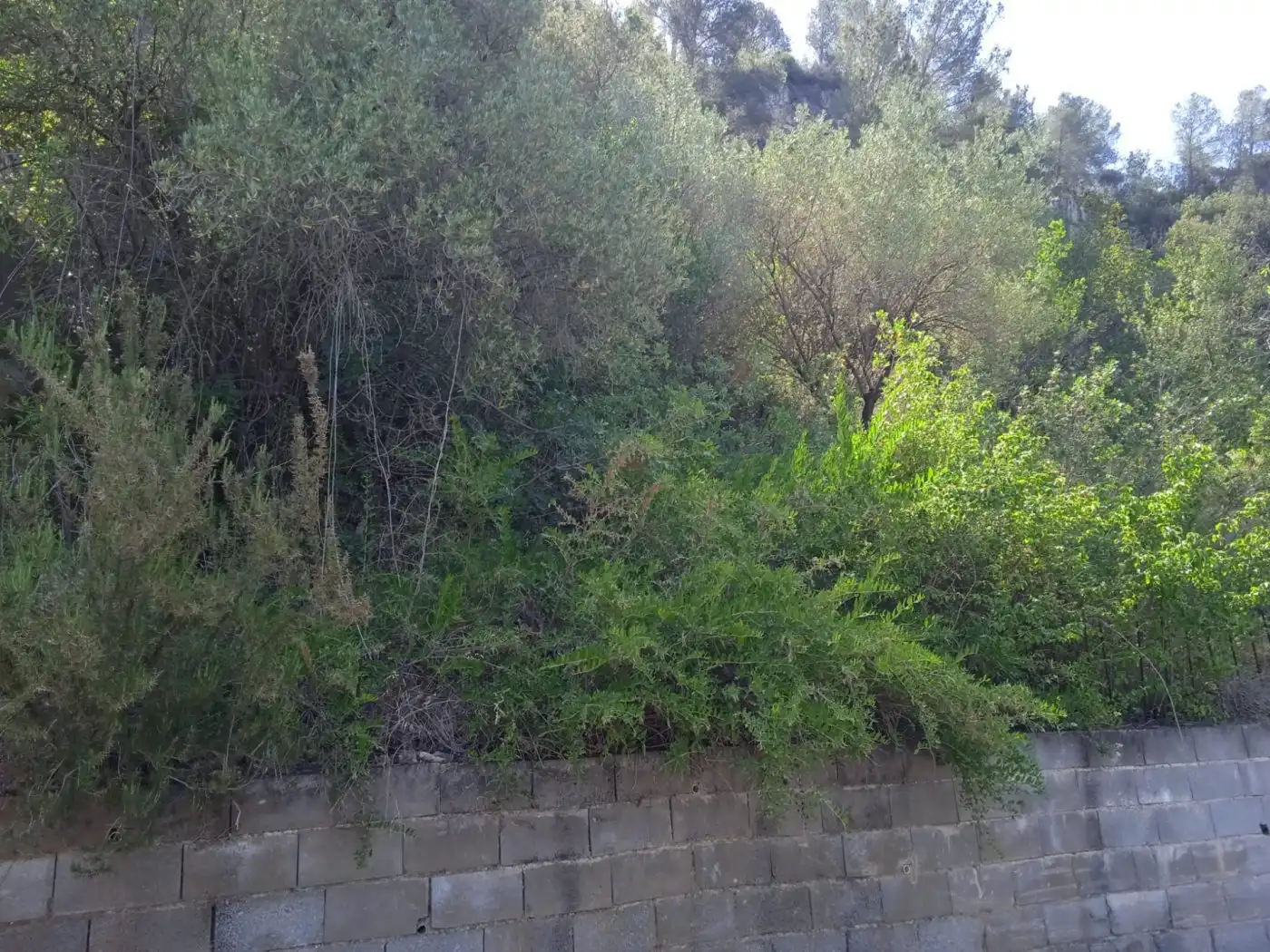 Terreny residencial en venda a Corbera de Llobregat, imagen 6