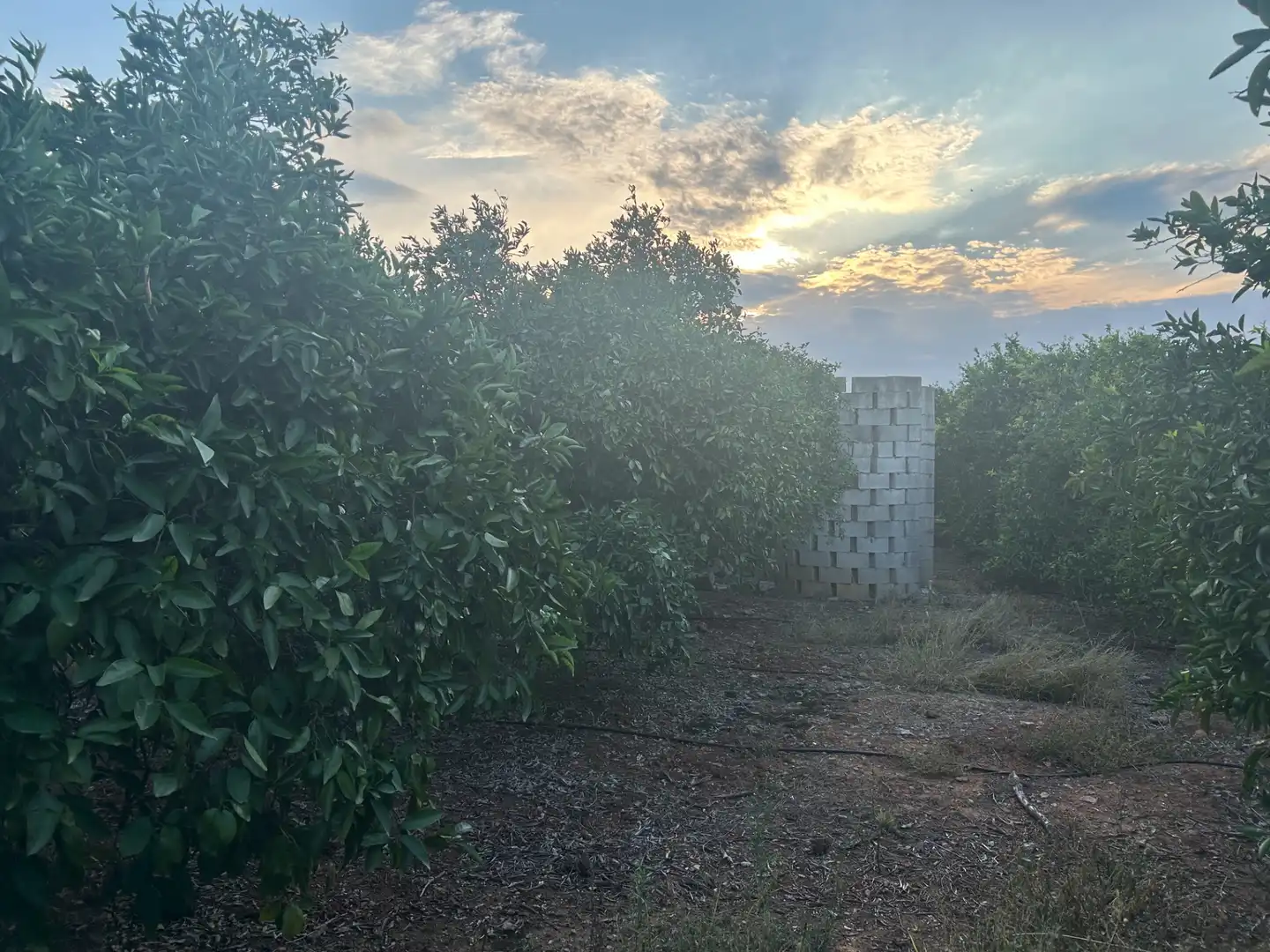 Terreny rústic en venda a Palma de Gandia, imagen 10