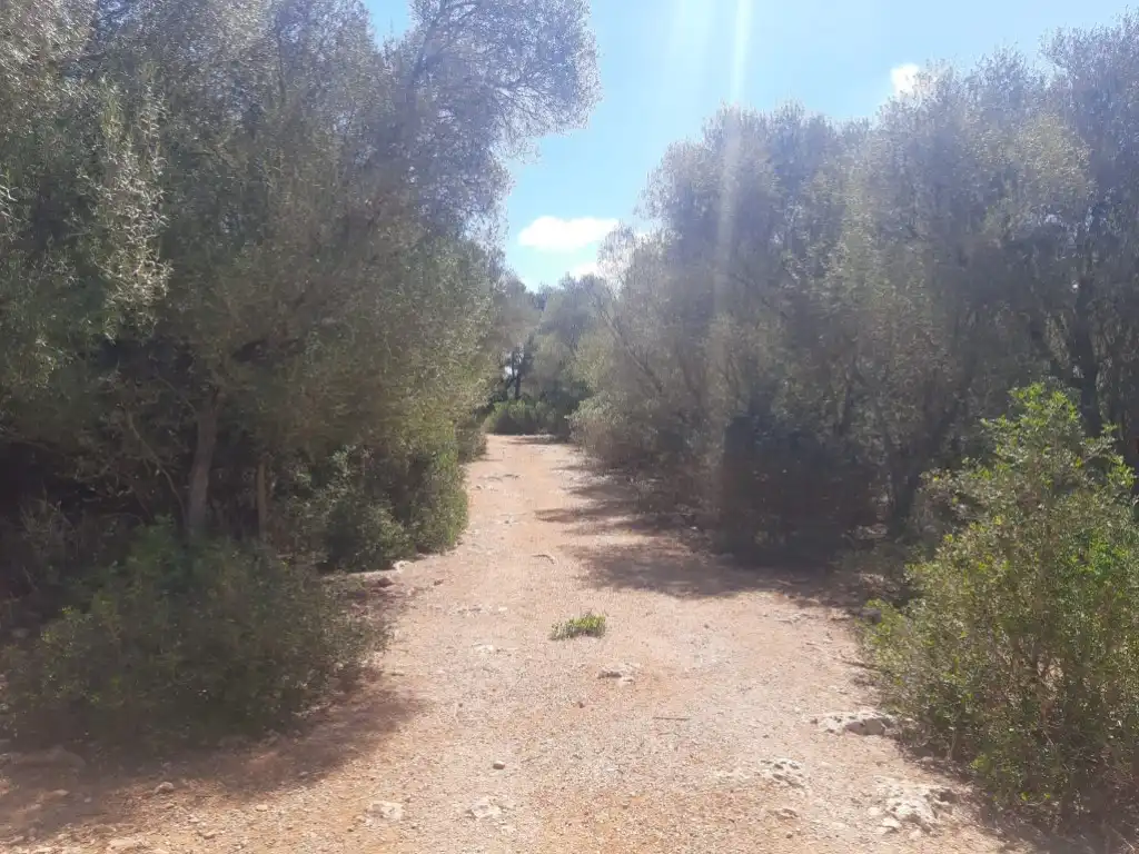 Maison rustique à vendre à Diseminados Son Trompa, imagen 16