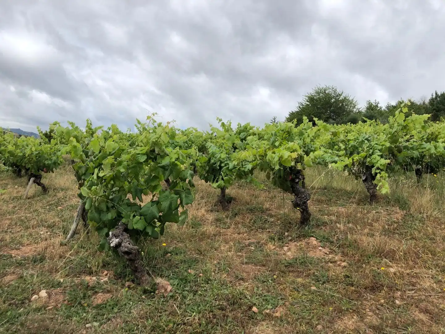 Land for sale in Larouco