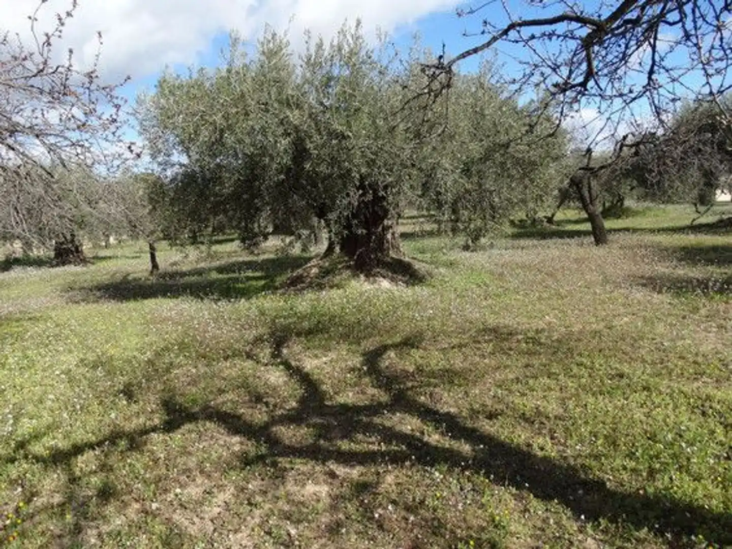 Terreni e lotti in vendita a Moratalla, imagen 16