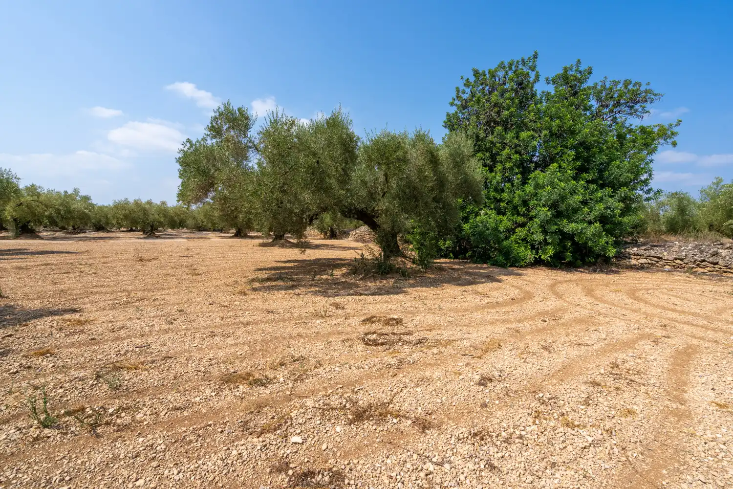 Rustikales Grundstück zum Verkauf in Ulldecona, imagen 2