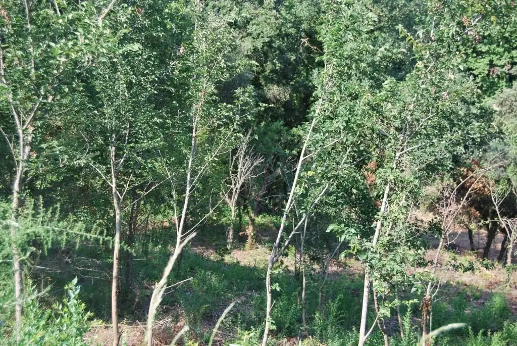 Terreny rústic en venda a Sant Celoni, imagen 26