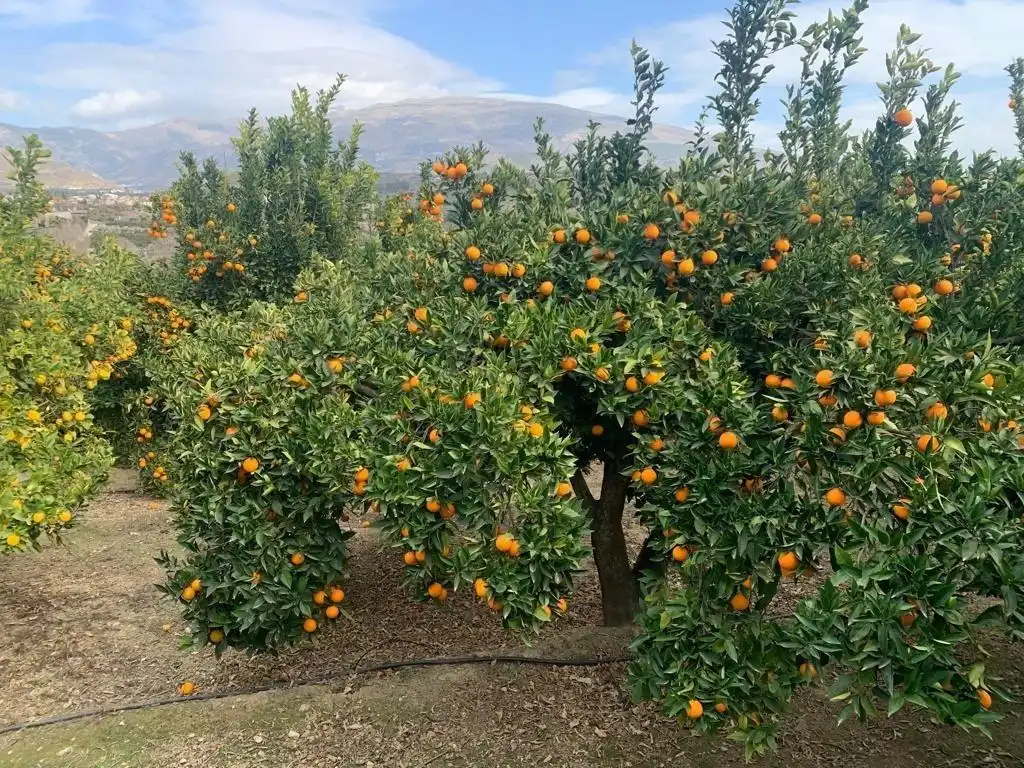 Jardín de Finca rústica en venta en Lecrín