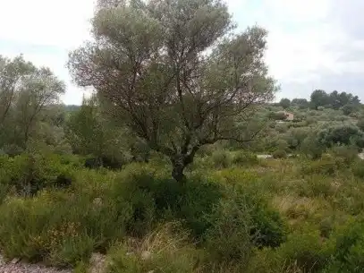 Terreny rústic en venda a PT Urb La Foya, imagen 6