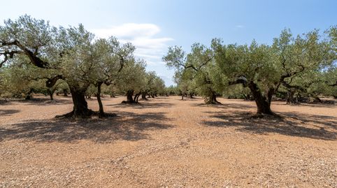 Finca rústica de olivos con almacén agrícola, immagine 5
