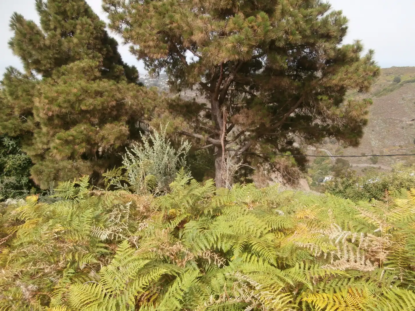 Finca rústica en venta en Camino Lomo el Marco, 41, Moya (Las Palmas)