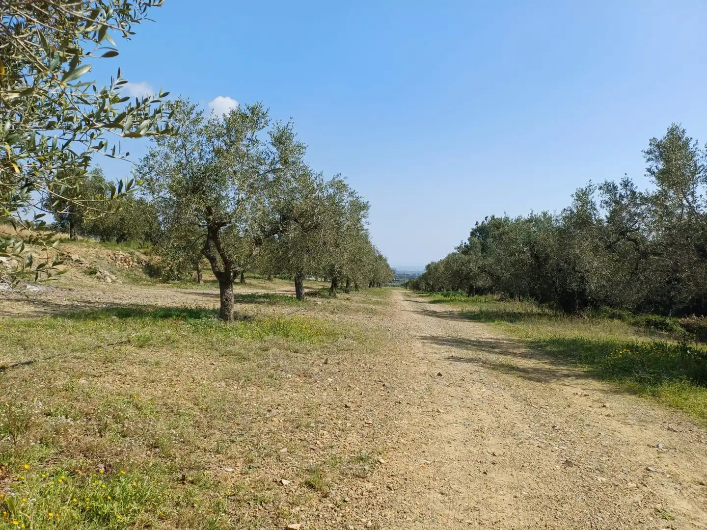 Terreno rustico in vendita a Riudecanyes, imagen 8