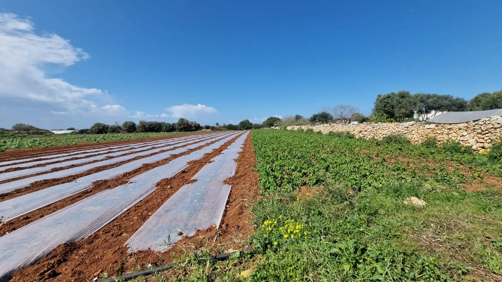 Rural land for sale in Ciutadella, imagen 8