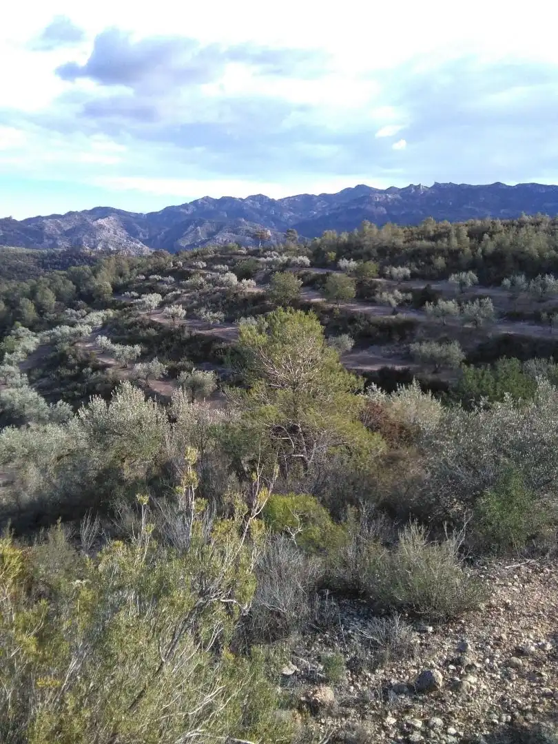 Country homes for sale in El Pinell de Brai