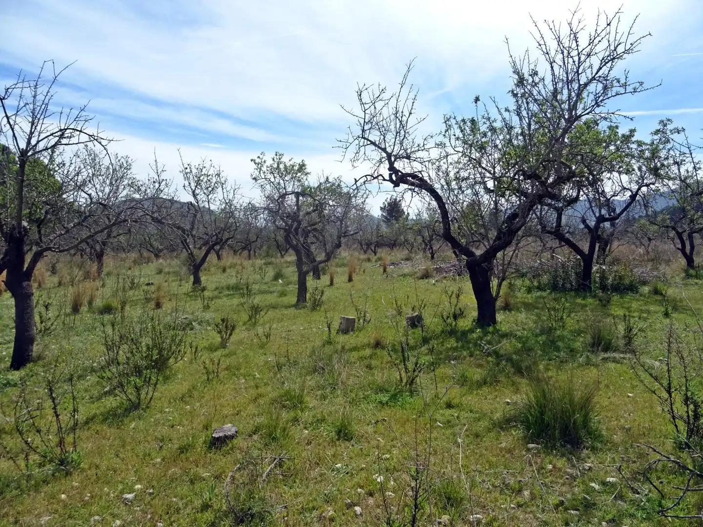 Parcela rustica en Murla, imagen 3