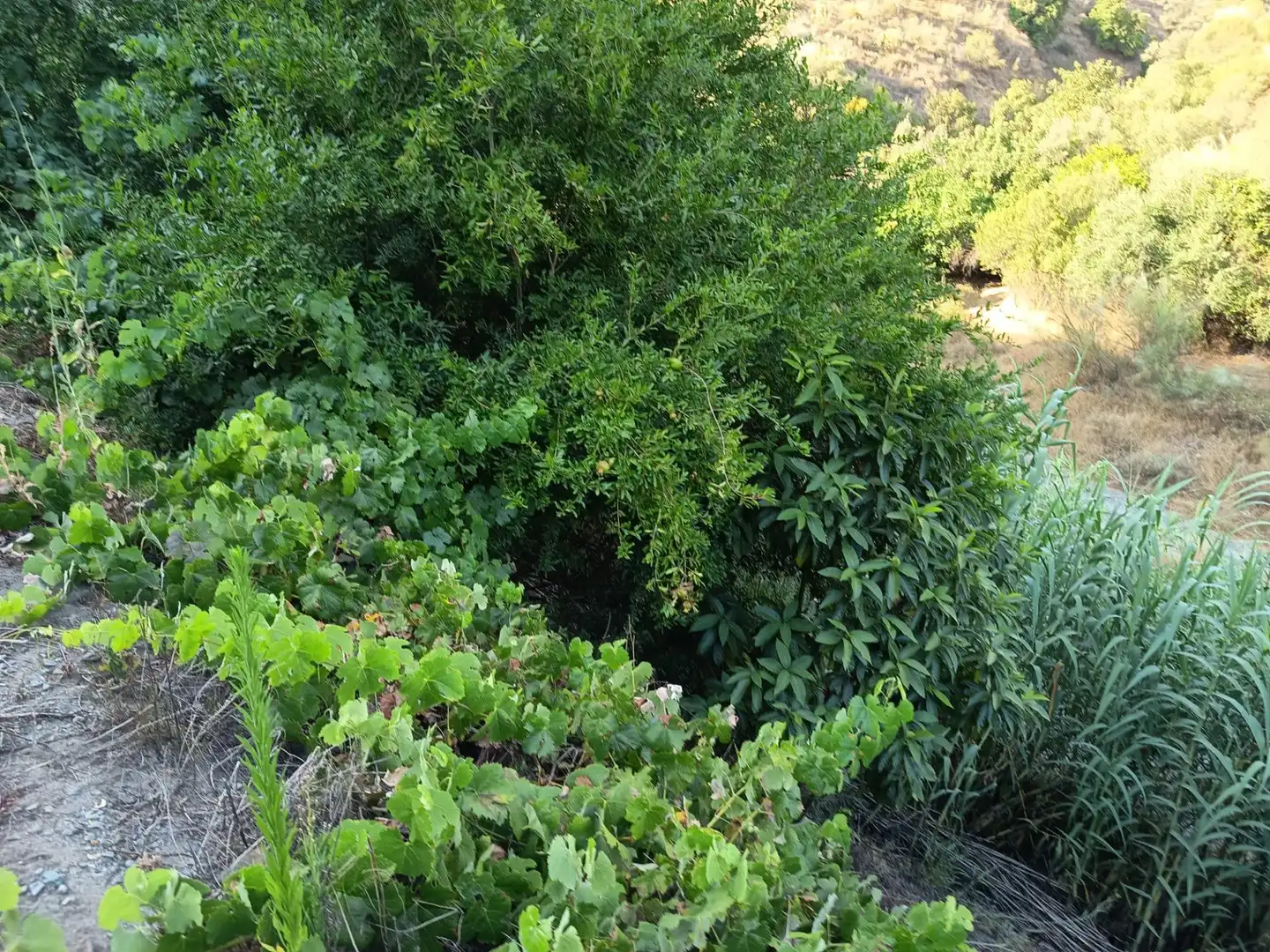 Terrenys i solars en venda a Canillas de Aceituno, imagen 32