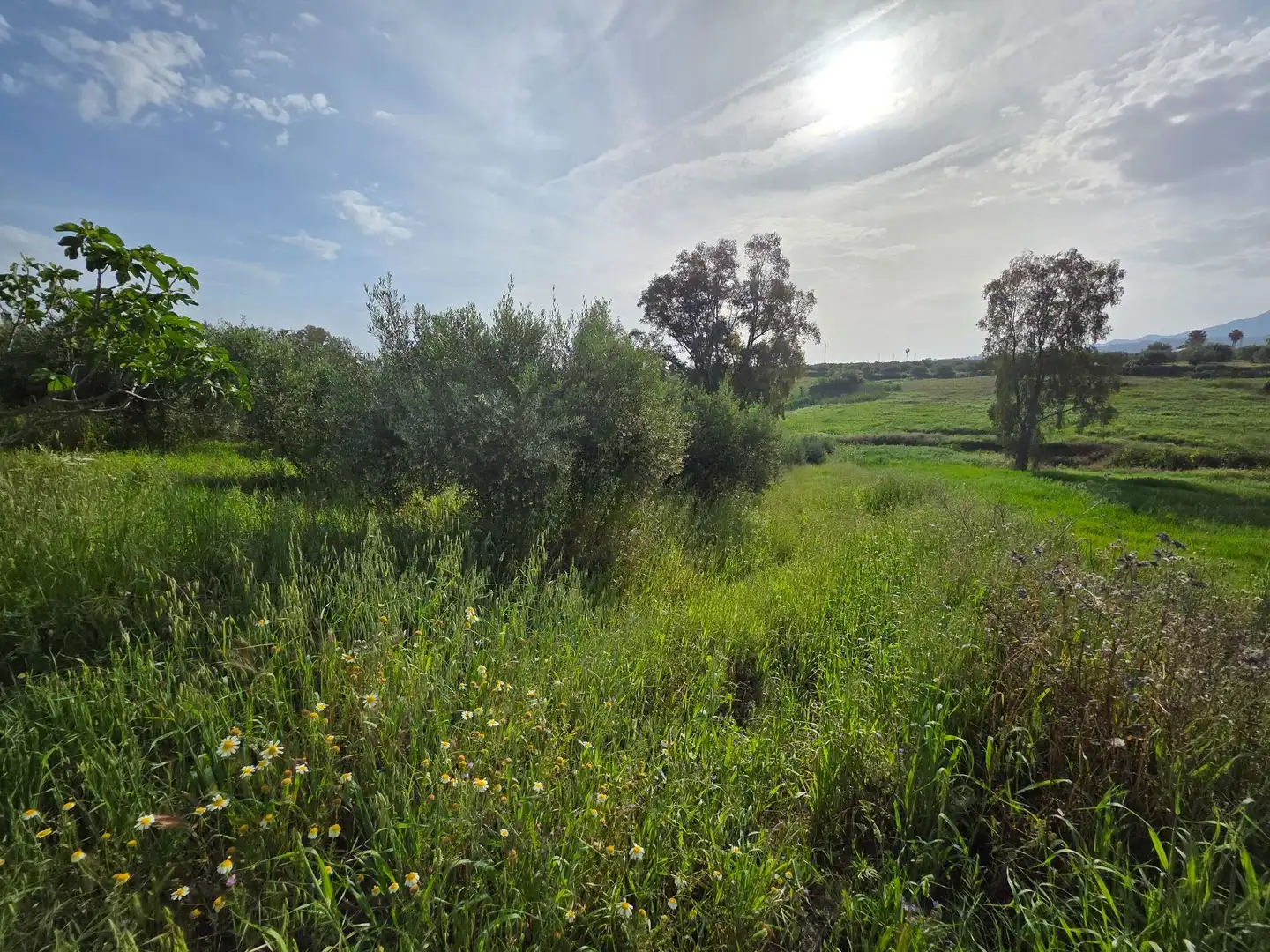 Finca rústica en venta en Alhaurín El Grande