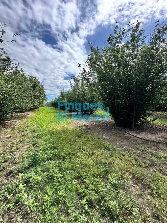 Finca rústica en venta en Vilallonga del Camp