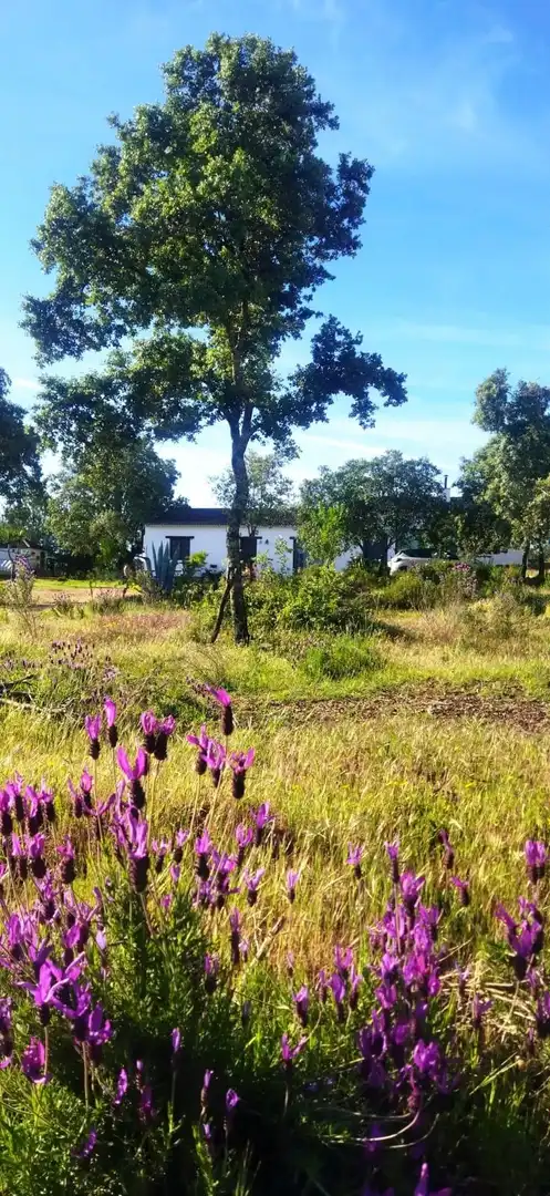 Finca rústica en venda a El Ronquillo