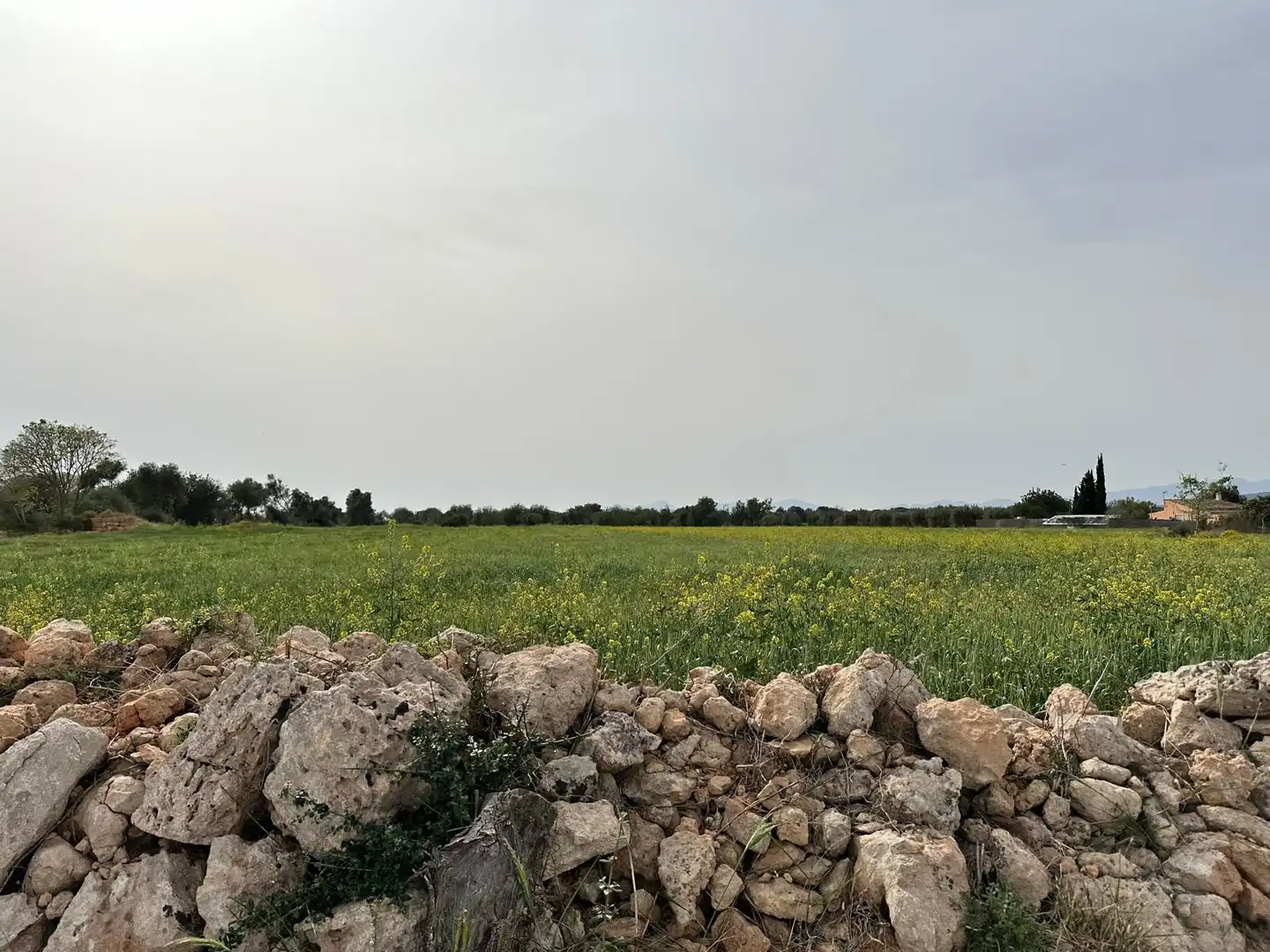 Grundstücke zum Verkauf in Algaida