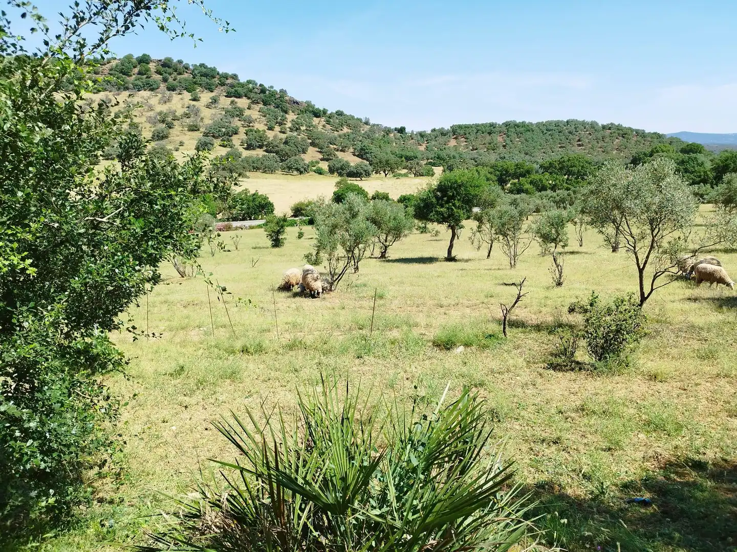 Finca rústica en venda en Almadén de la Plata amb Jardí privat