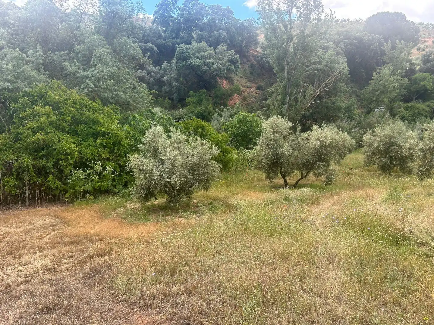 Terreno rustico in vendita a Calicasas, imagen 5