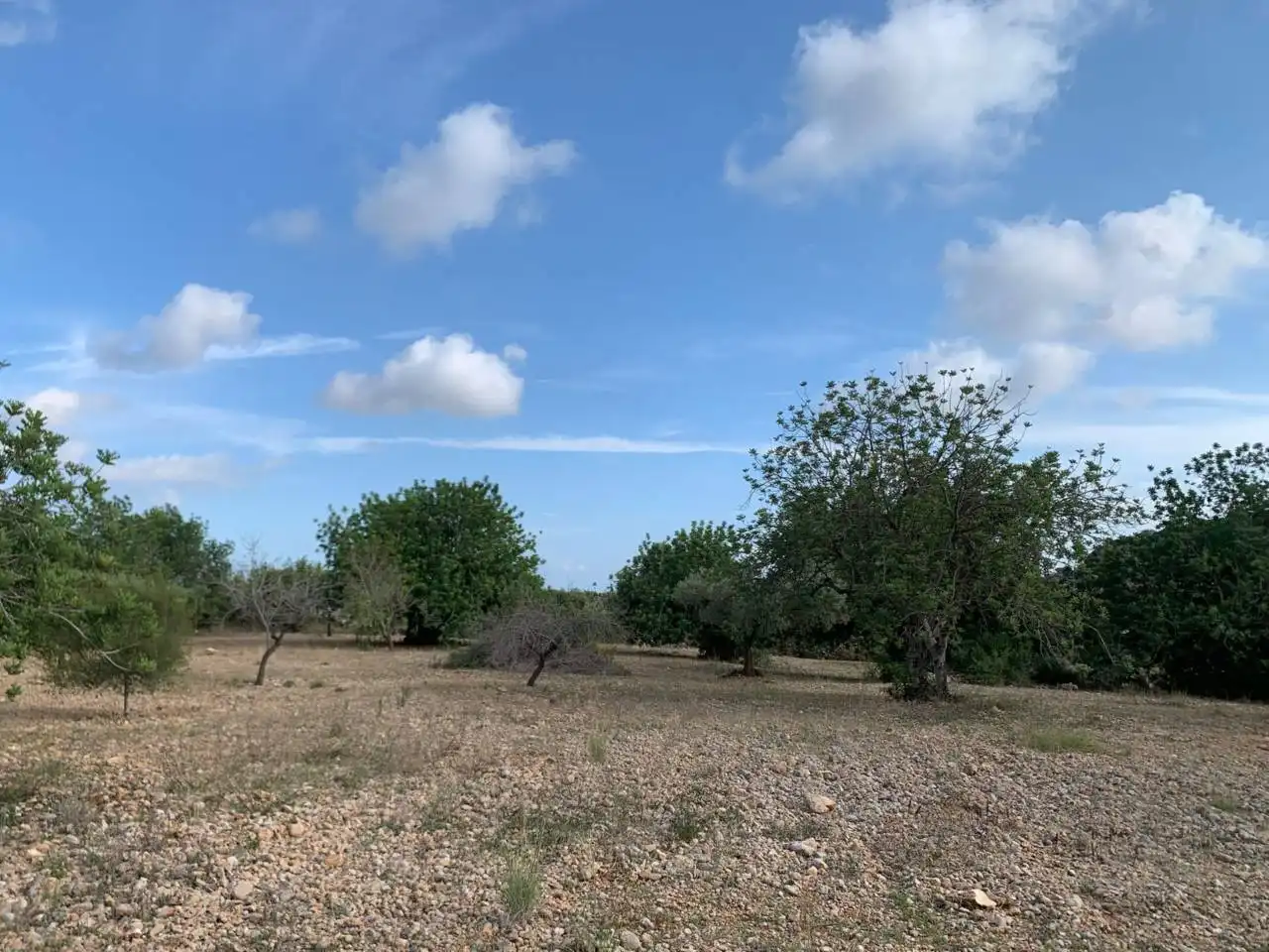Rural land for sale in Calle POLIGONO 43, PARCELAS 350, 353,559, imagen 6
