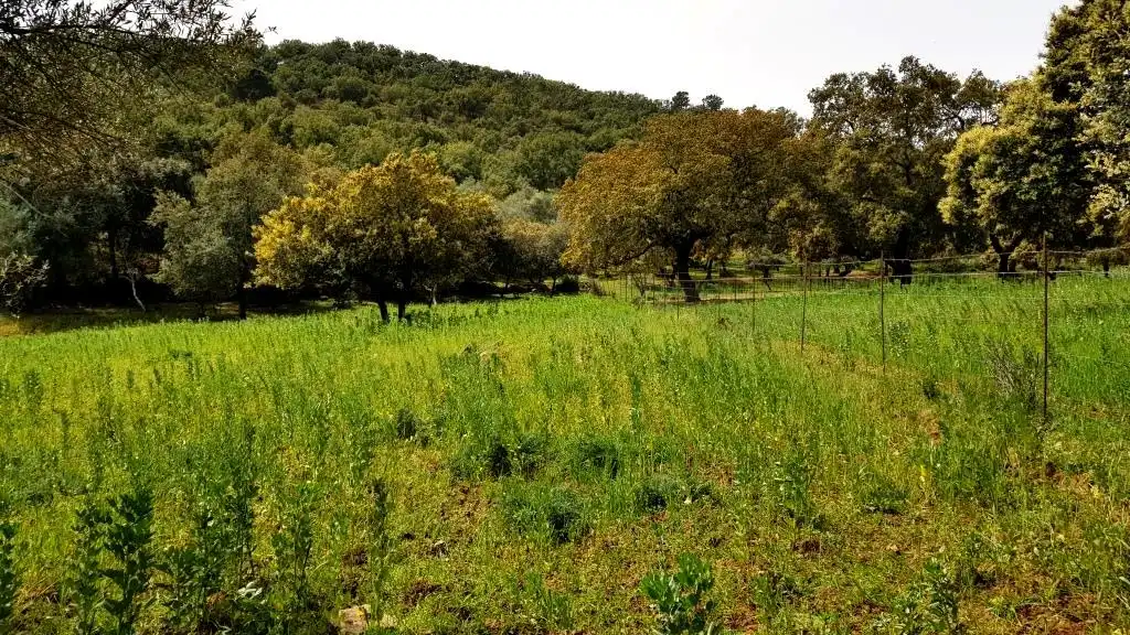 Terrenos y solares en venta en Extramuros Diseminados 5, imagen 42