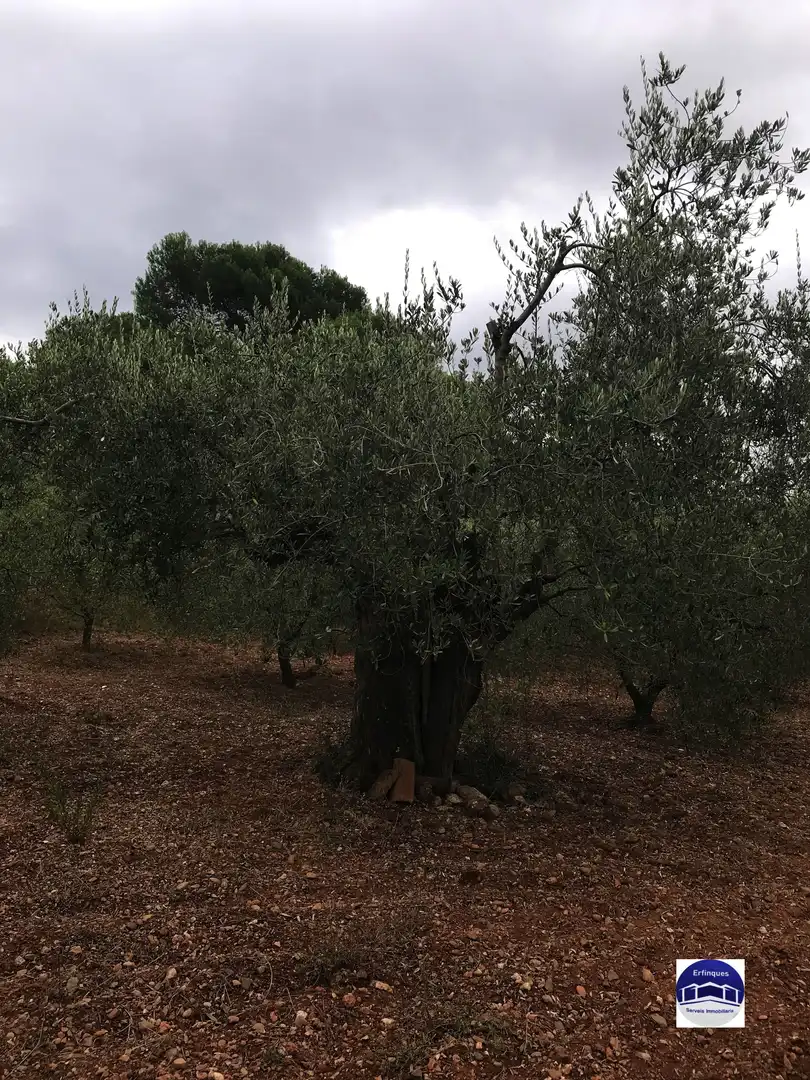 Jardí de Residencial en venda en Terrassa