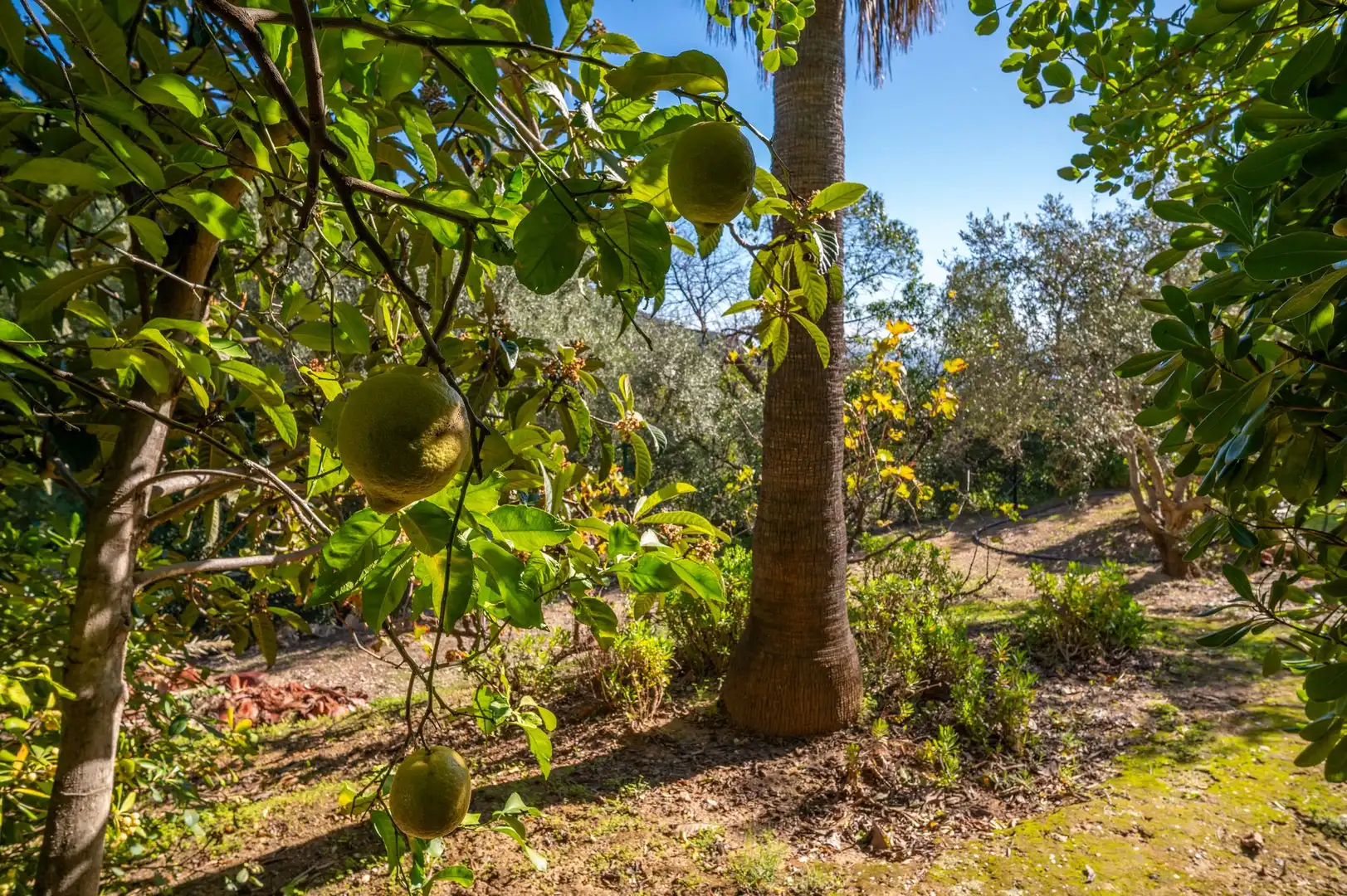 Jardí de Casa o xalet en venda en Mijas amb Terrassa