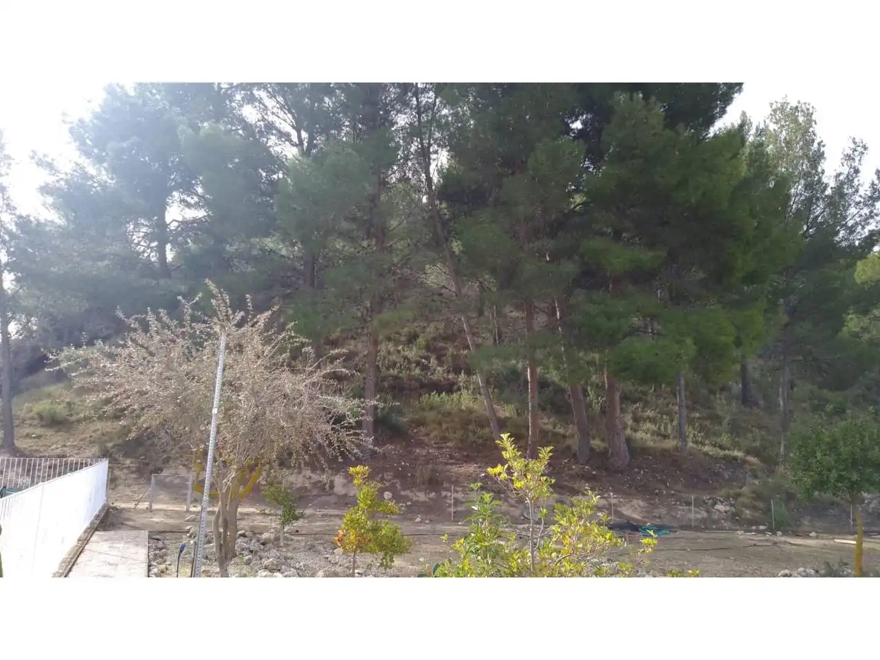 Casa o chalet en venta en Petrer con Piscina