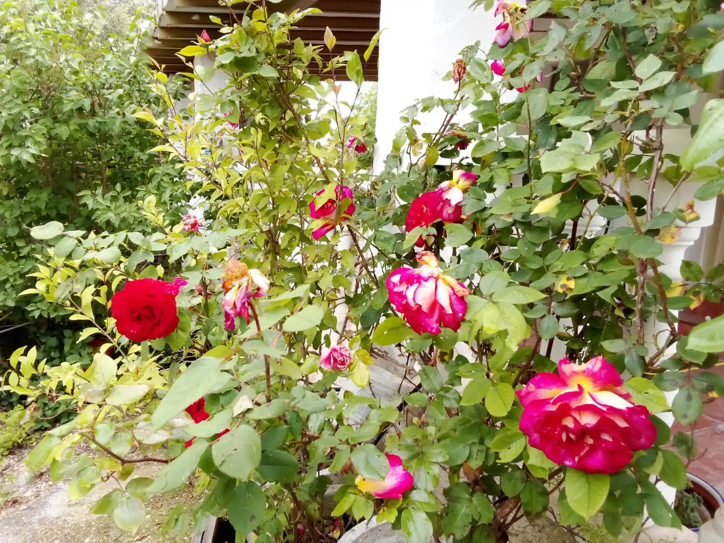 Jardí de Casa o xalet en venda en Illana amb Jardí privat, Terrassa i Piscina