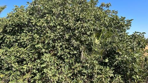 Foto 5 de Finca rústica en venda a Pasaje la Ermita, Albujón, Murcia