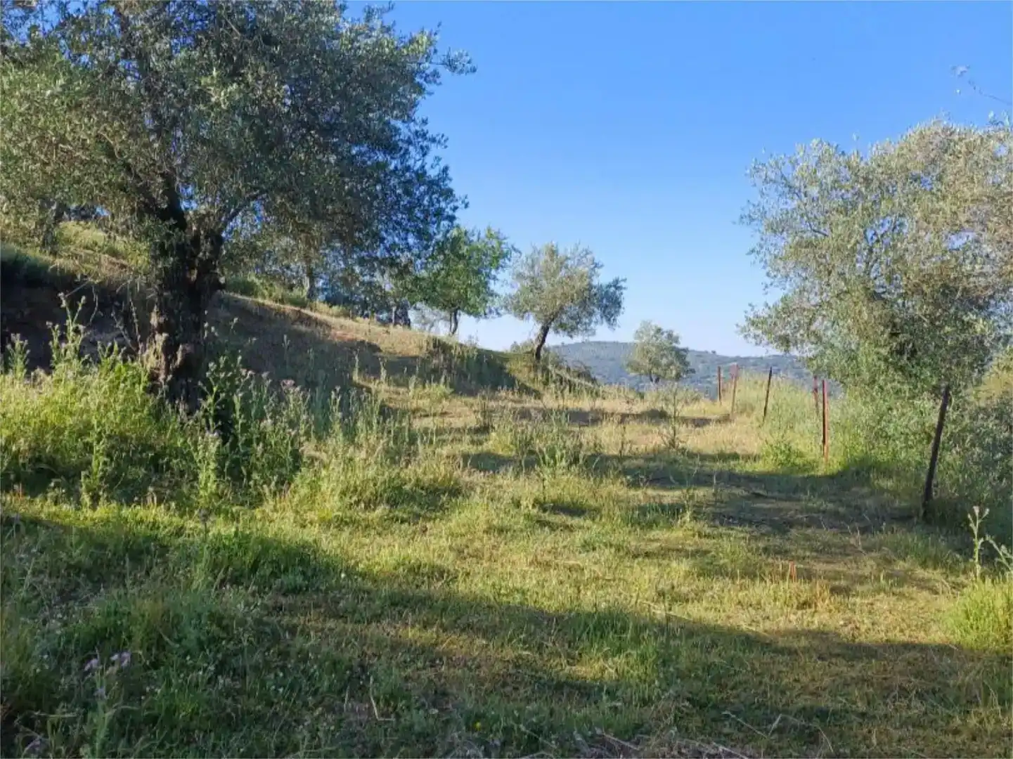 Finca rústica en venta en Fuentes de León