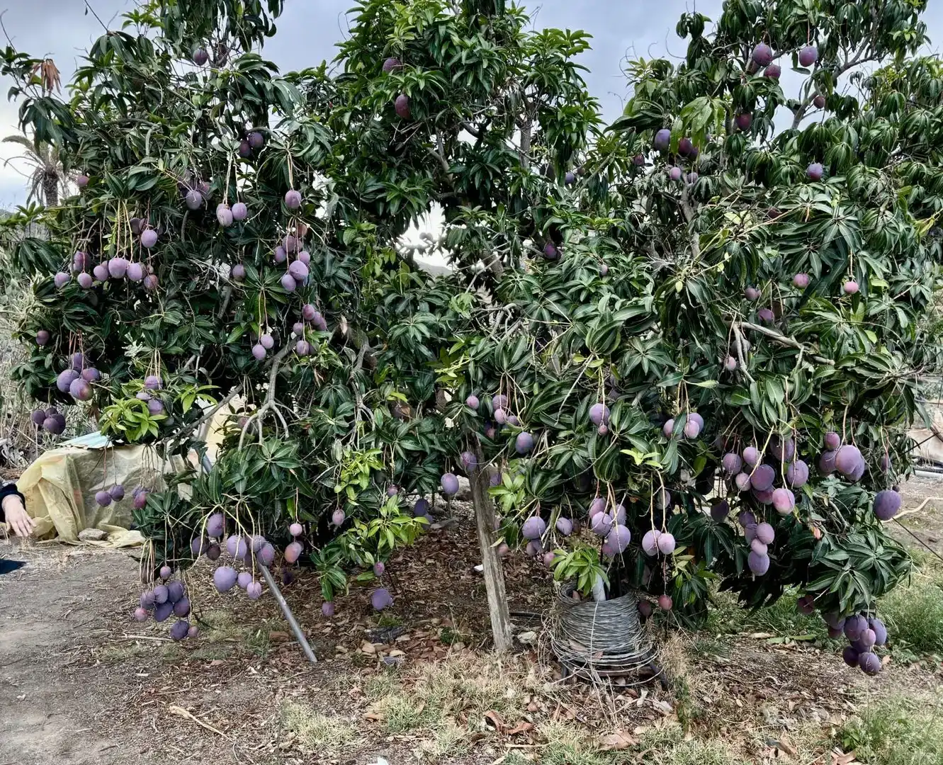 Jardín de Finca rústica en venta en Telde con Jardín privado, Trastero y Amueblado
