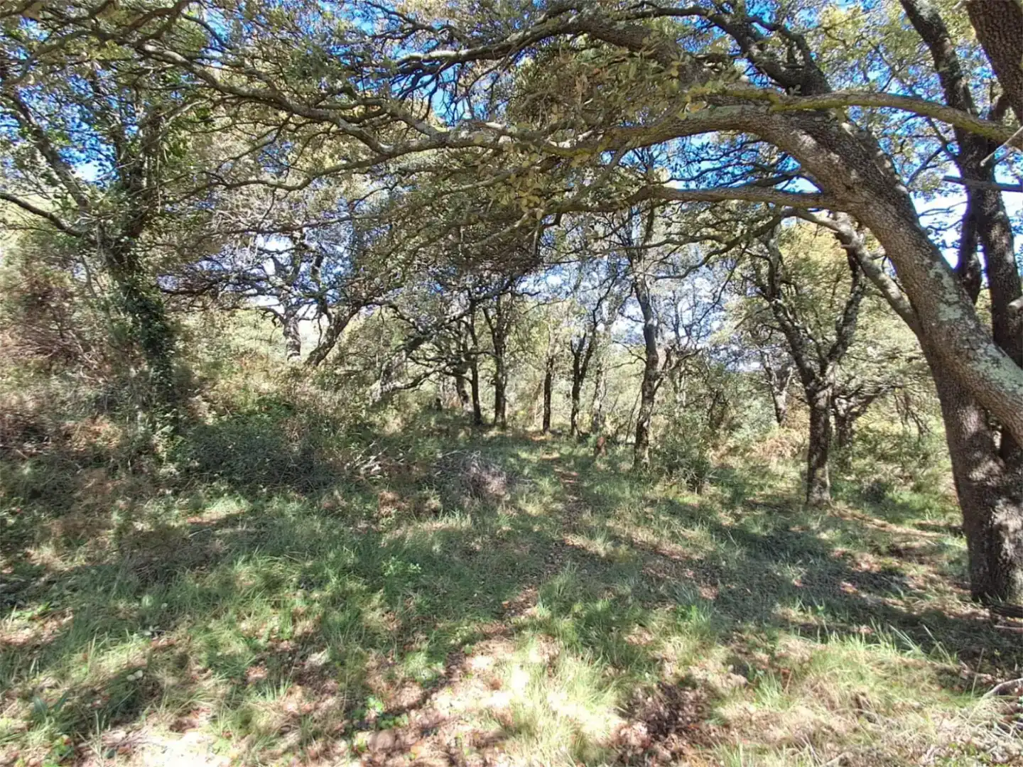 Grundstücke zum Verkauf in Culla
