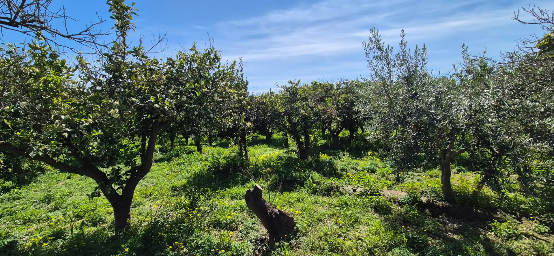 Finca rústica en venda en Benahadux