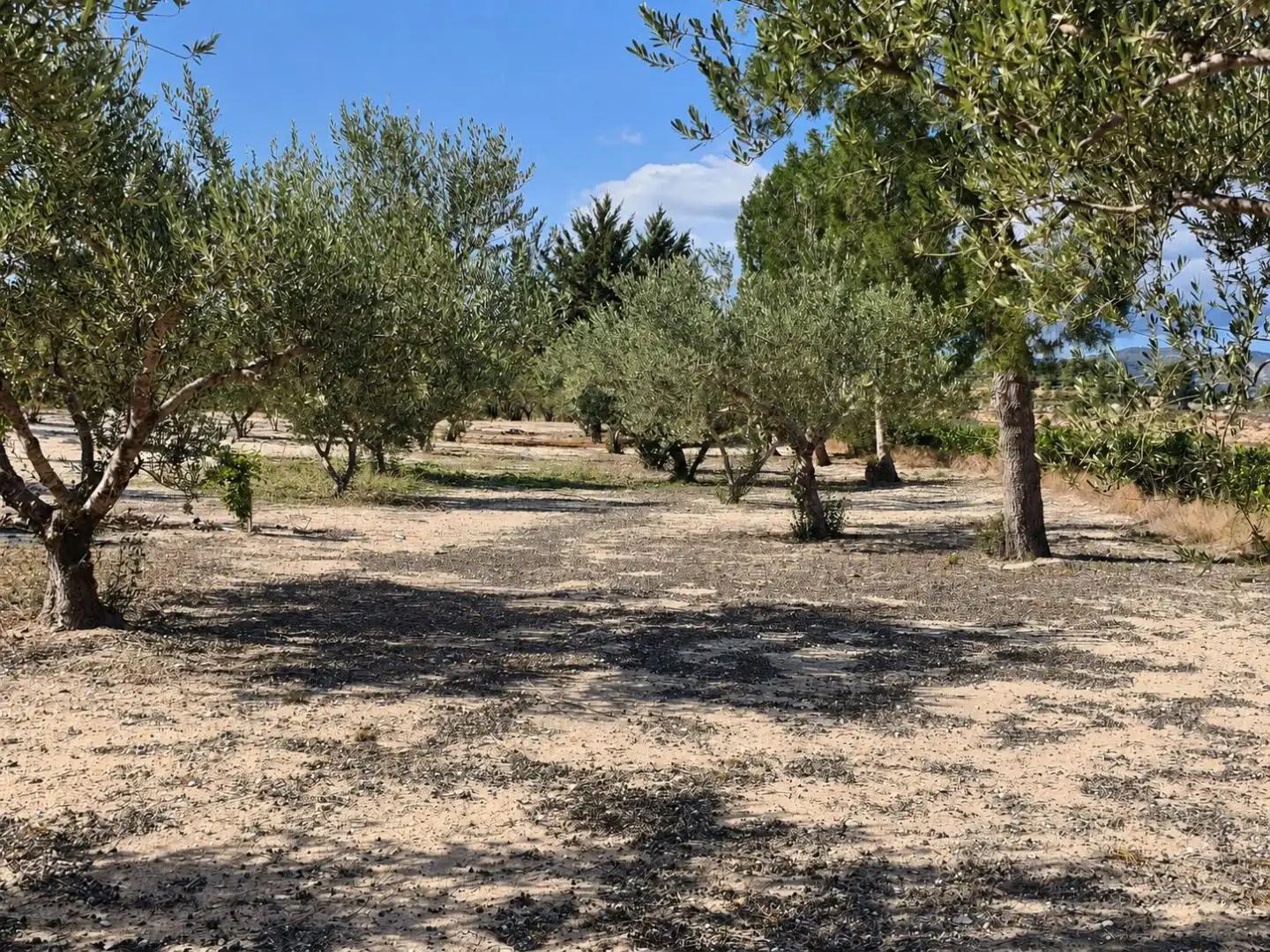 Villa mit Garten zum Verkauf in Albaida, imagen 31