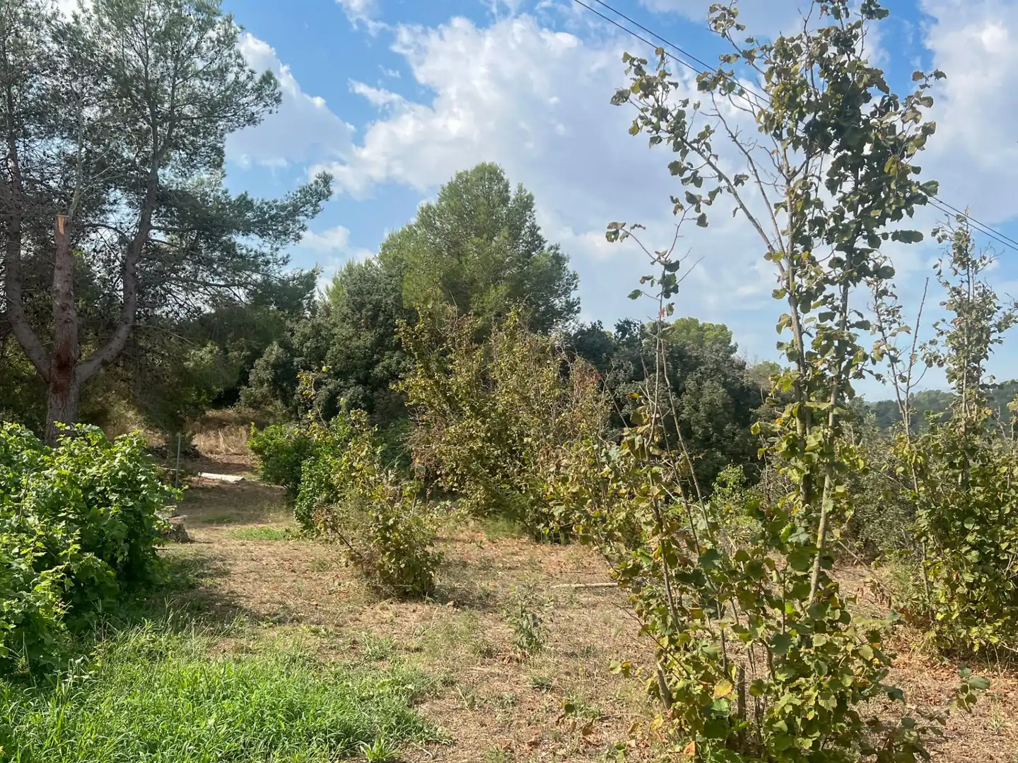 Finca rústica en venda en Les Borges del Camp amb Jardí privat, Traster i Piscina
