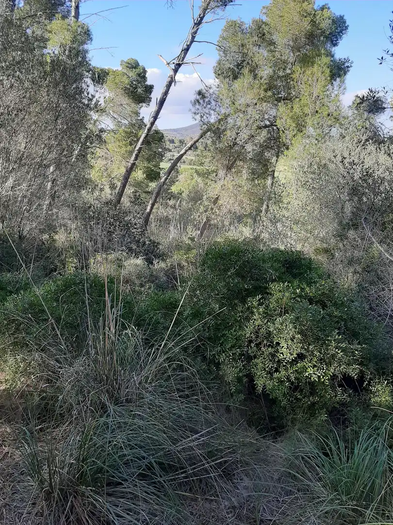 Terrain rustique à vendre à Sant Joan, imagen 20