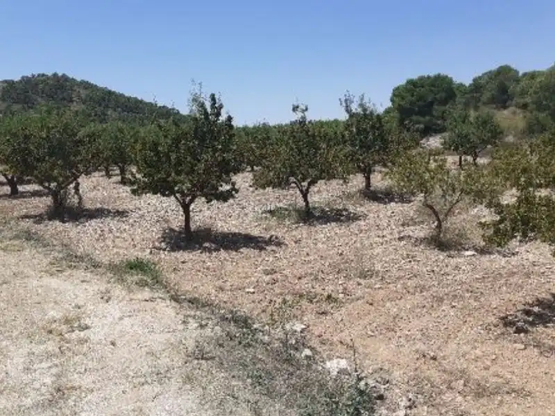 Terrenys i solars en venda a Abanilla, imagen 3