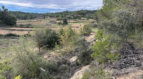 FINCA DE OLIVOS JOVENES I VIÑEDOS, immagine 5
