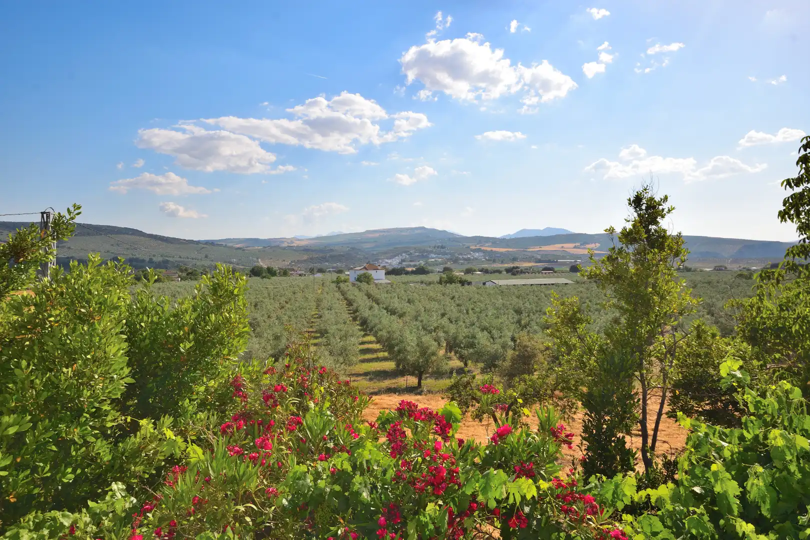 Jardín de Finca rústica en venta en Setenil de las Bodegas con Jardín privado, Terraza y Trastero
