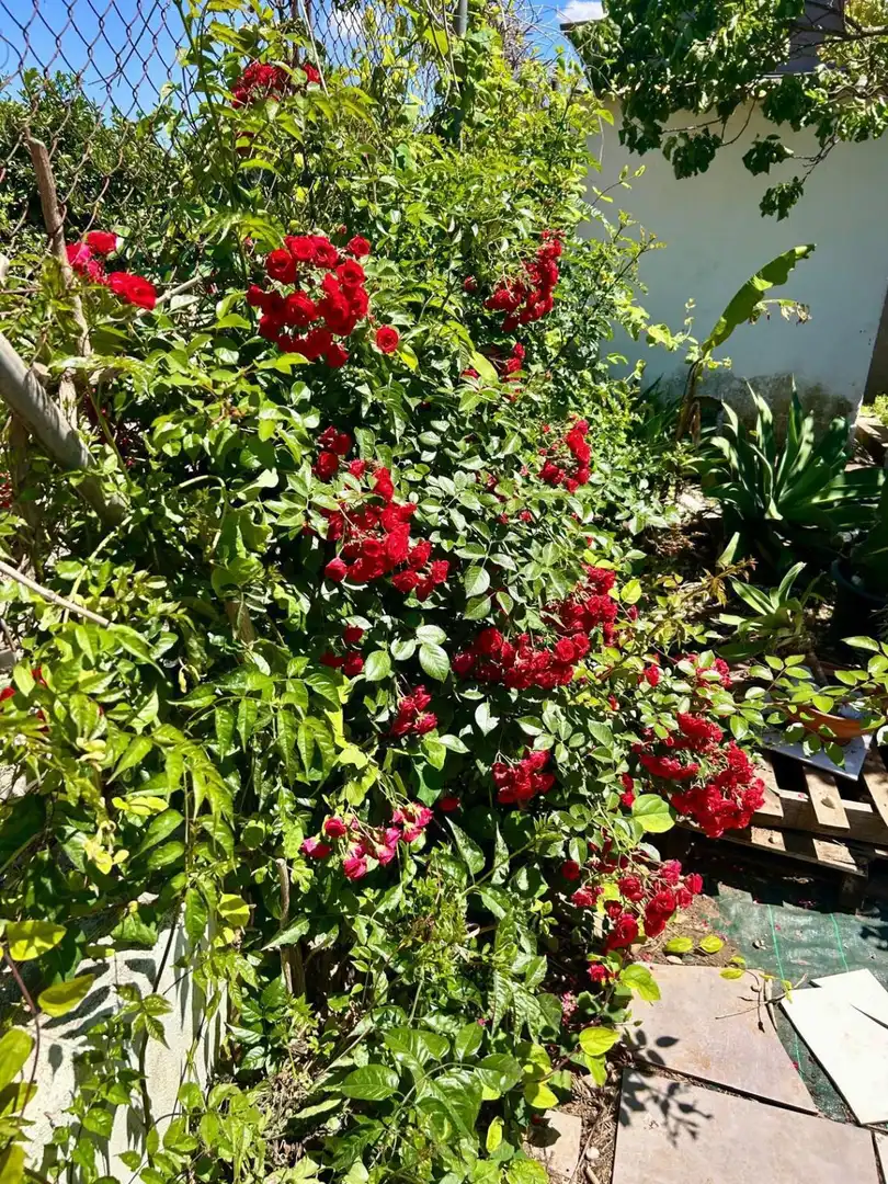 Casa rústica con jardín en venta en El Verger, imagen 33